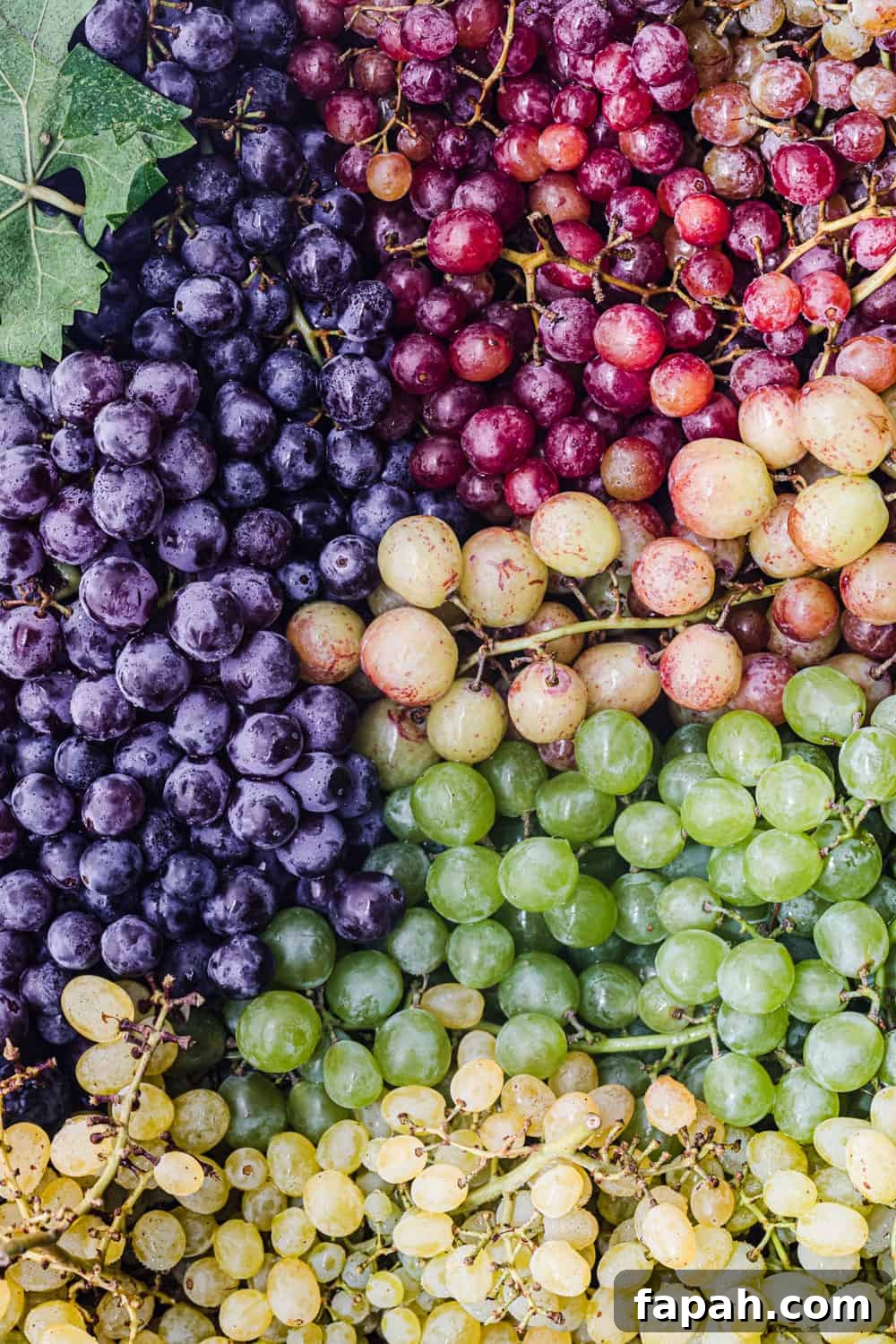 Many varieties and colors of grapes on the vine taking up the entire frame; overhead shot.