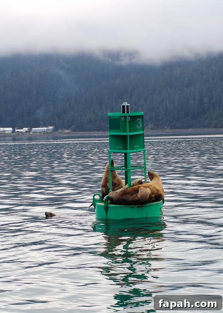 Copper River Salmon in Cordova, Alaska — Part Two 14 Sea Lions on a buoy off the coast of Cordova, Alaska