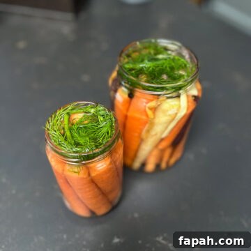 Pickled carrots with with fresh dill on top.