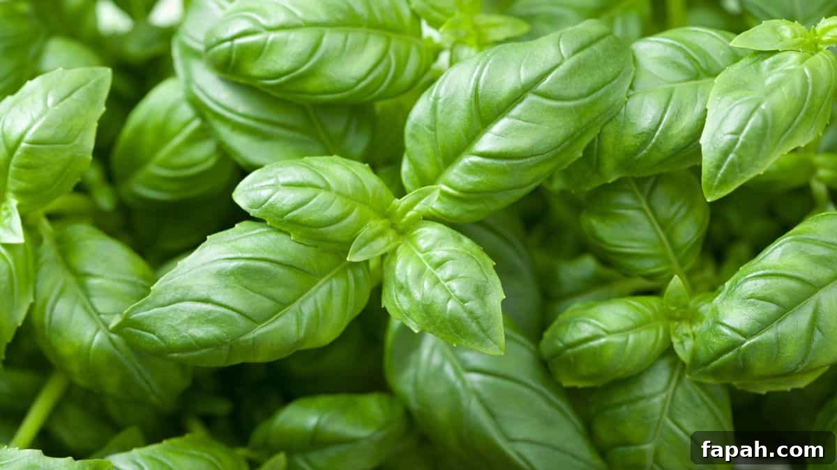 Top In-Season Foods to Buy in June for Fresh Grocery Picks 13 basil