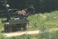 Amish Country Headlines: Burglary, Millie’s Veggie Juice, Horses & More