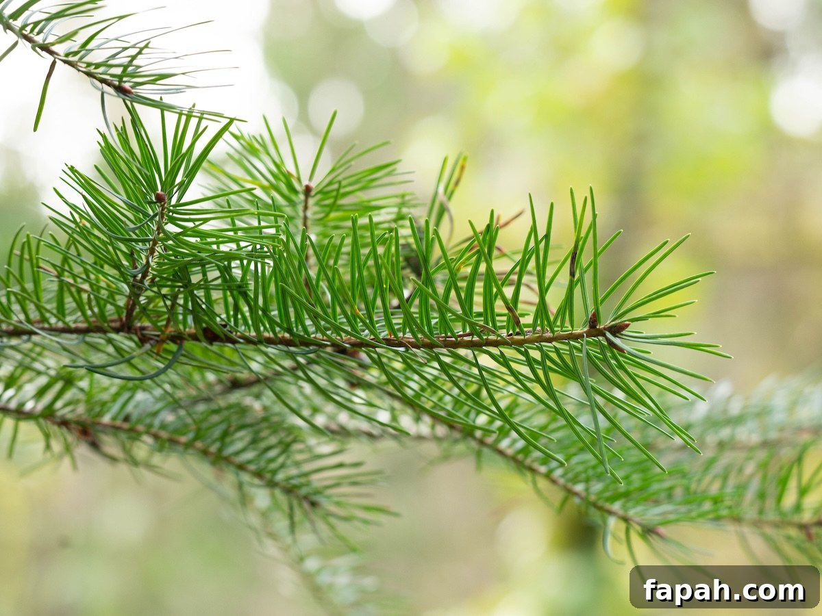 Pine Needle Old-Fashioned Cocktail Recipe Guide 3 img 3013 2