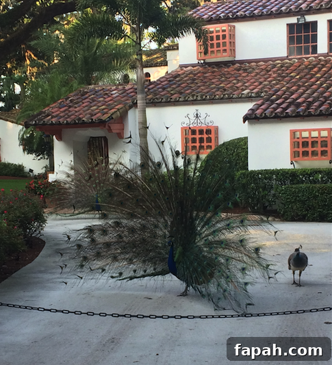 Winter Park Peacocks