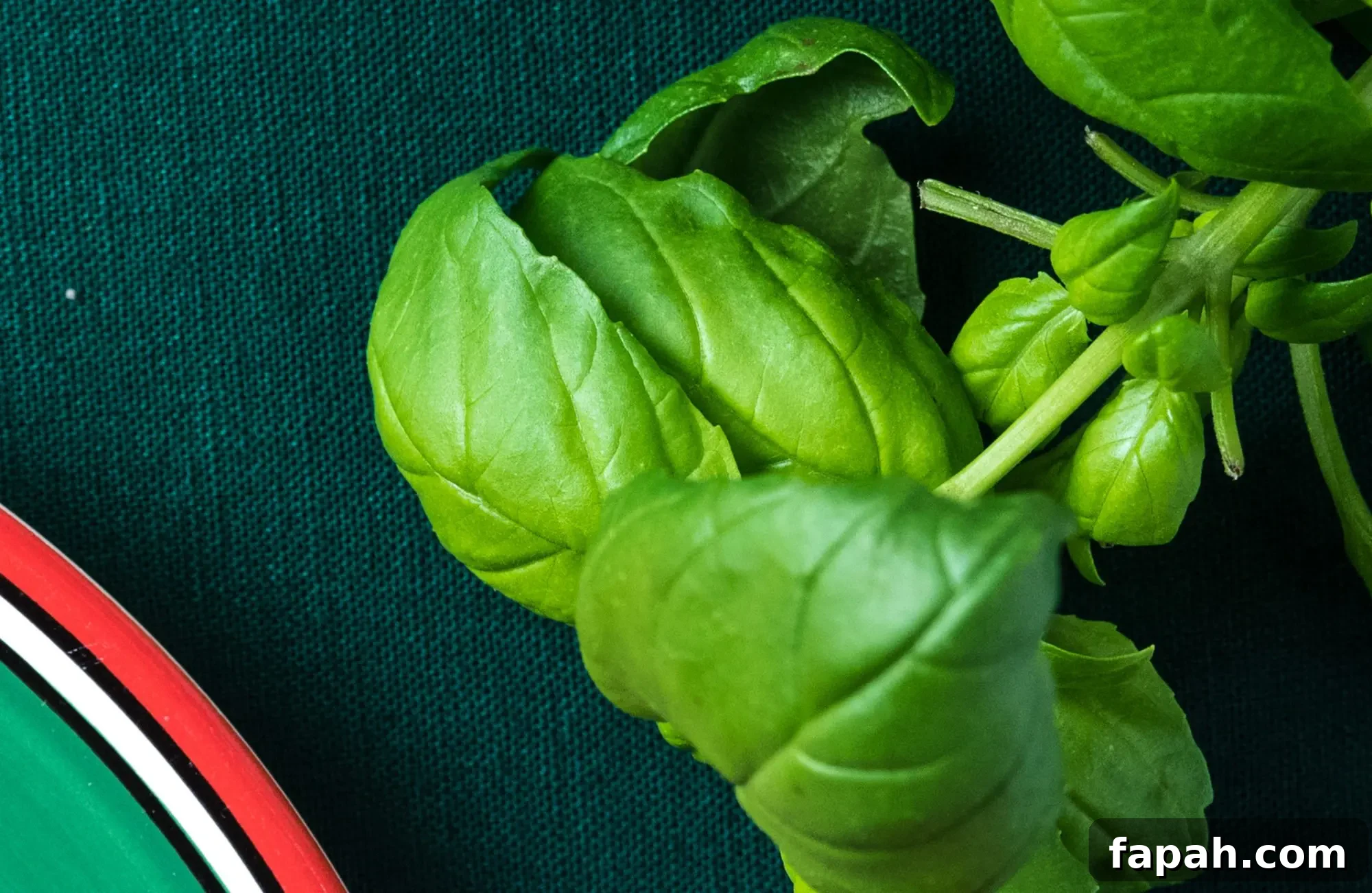 Basil closeup