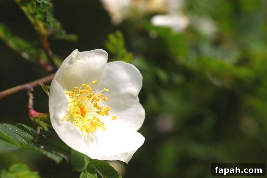 A single, white scotch rose blooming on the bush with yellow stamens