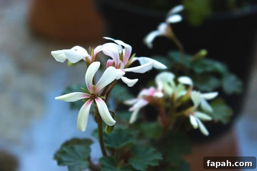 A potted, apple scented geranium sitting on a shelf