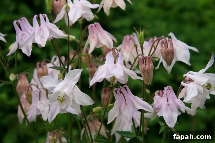 A group of delicate, soft pink columbine flowers