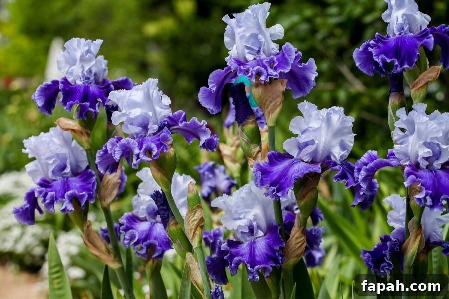 A clump of white and purple-blue irises growing in the garden