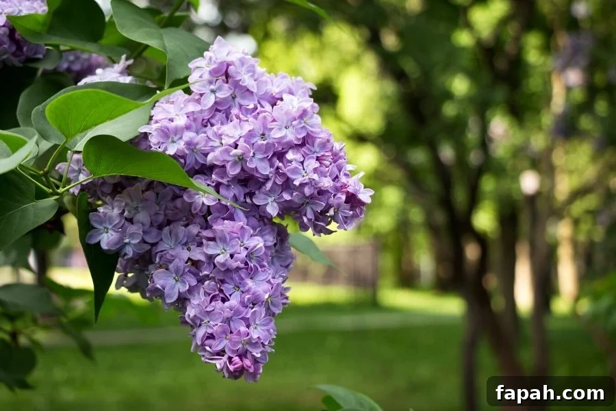 Lavender colored, fragrant lilac blossoms overhanging on the grass