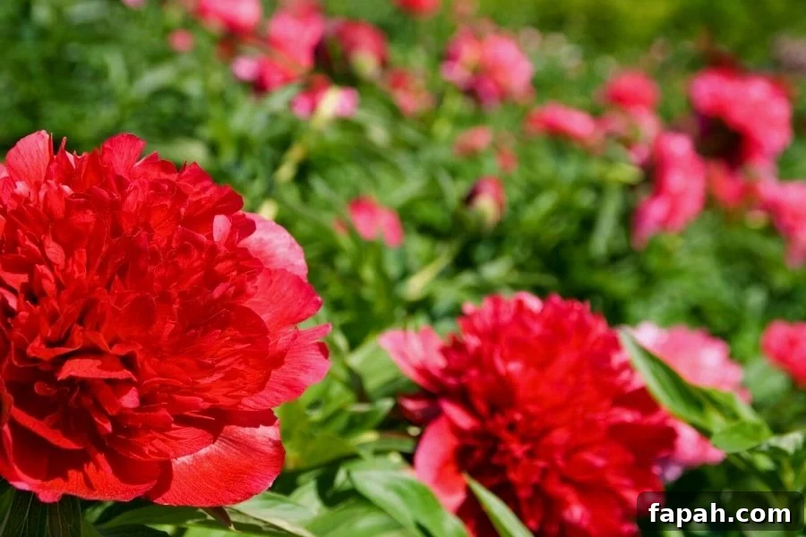 Old fashioned crimson red peonies growing in a garden patch